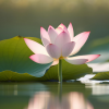 Blooming lotus flower